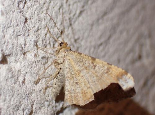 Macaria liturata